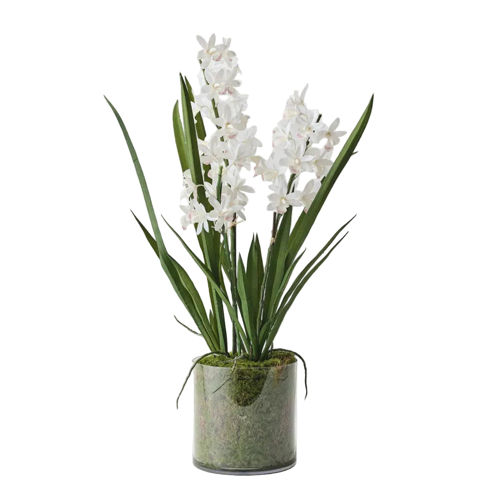 Orchid Cymbidium In Vase 60cm