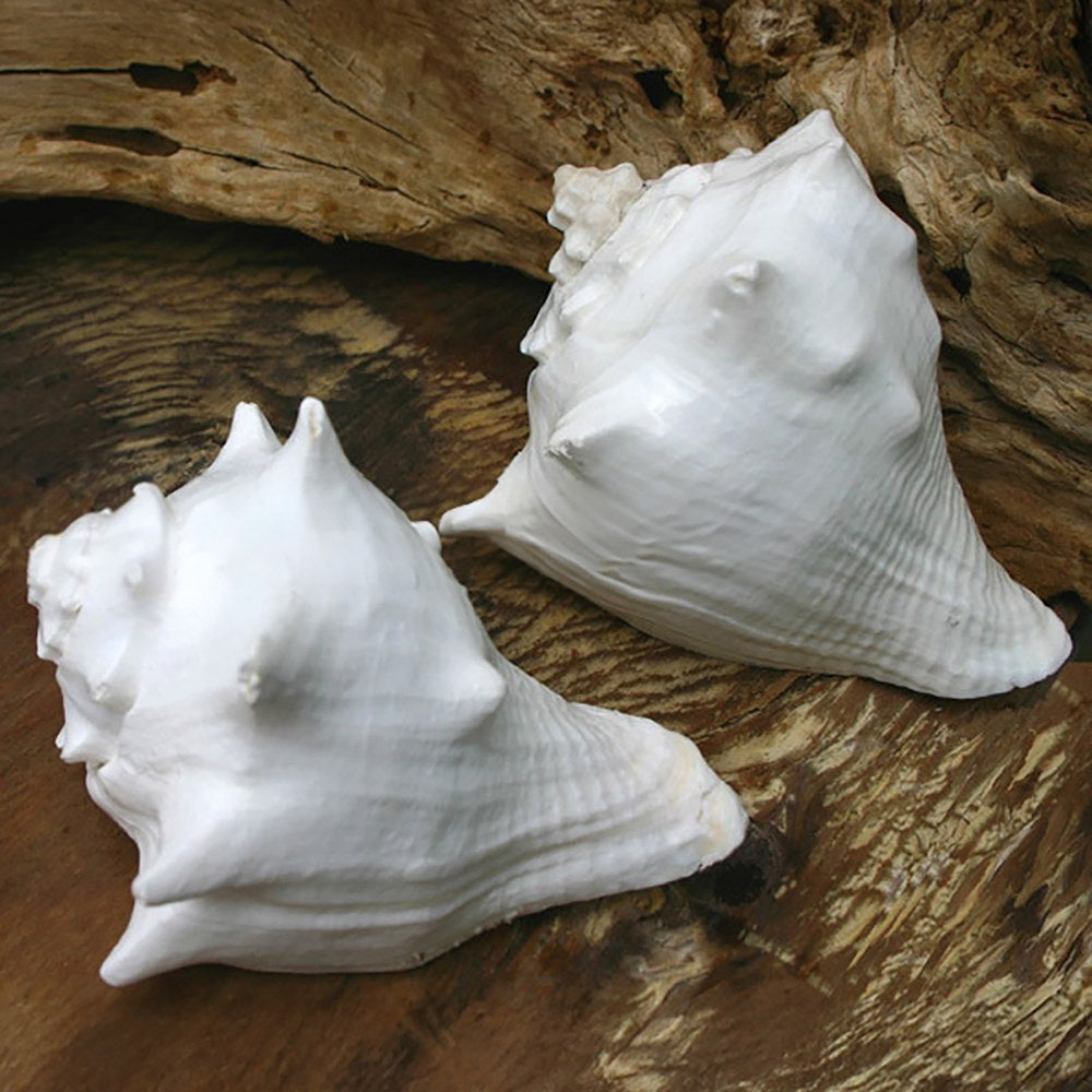 Shell Hemifusus wht
