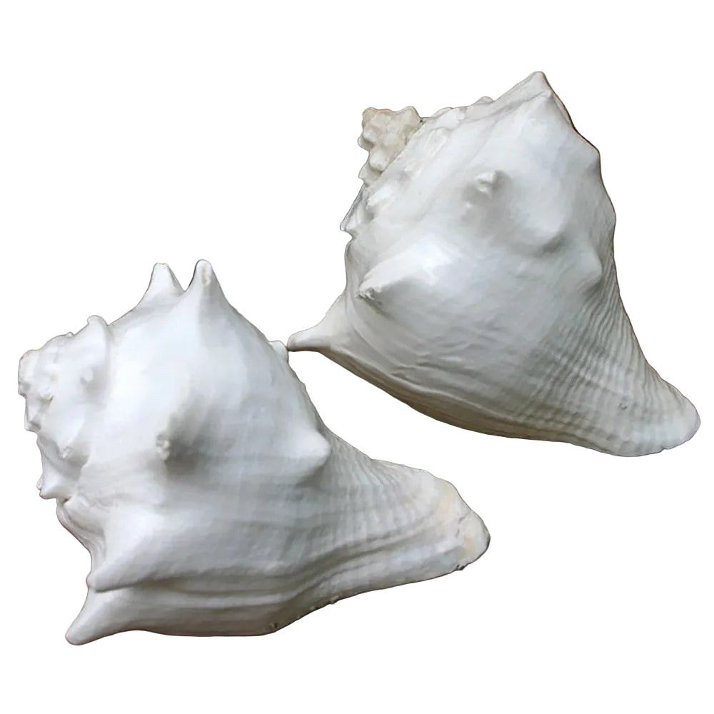 Shell Hemifusus wht