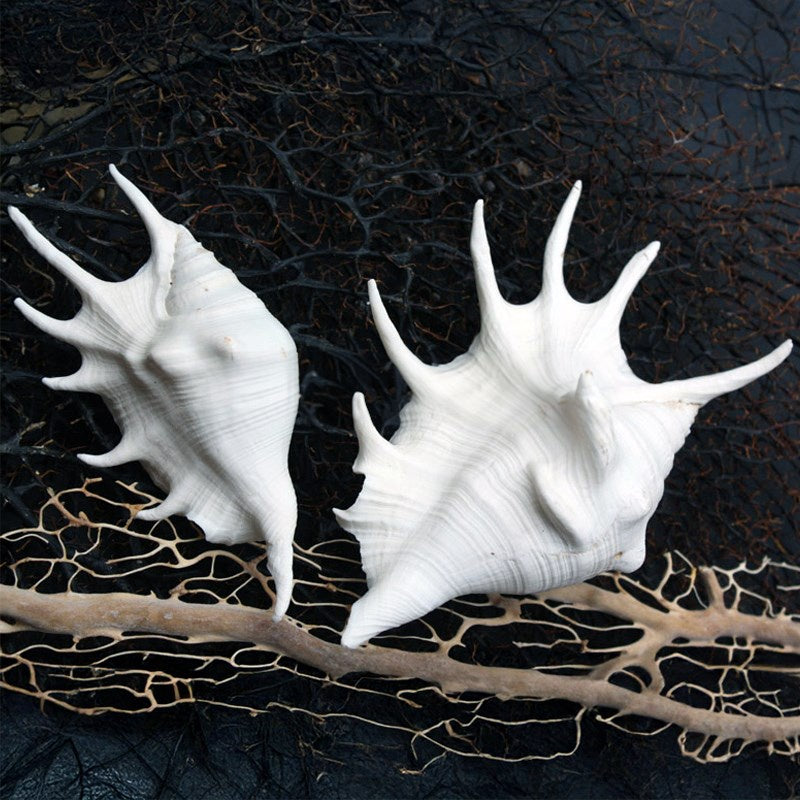 Shell Lambis