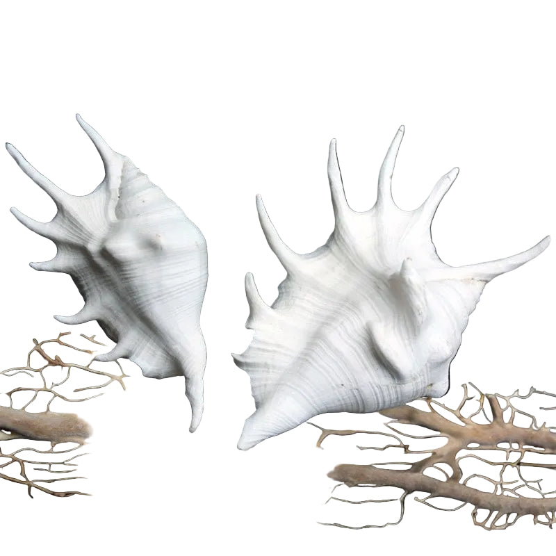 Shell Lambis