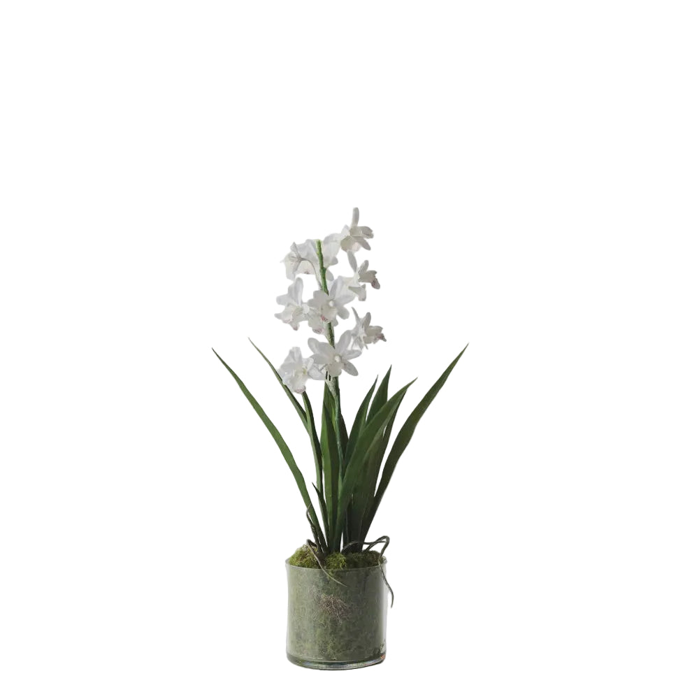 Orchid Cymbidium in Vase 45cm