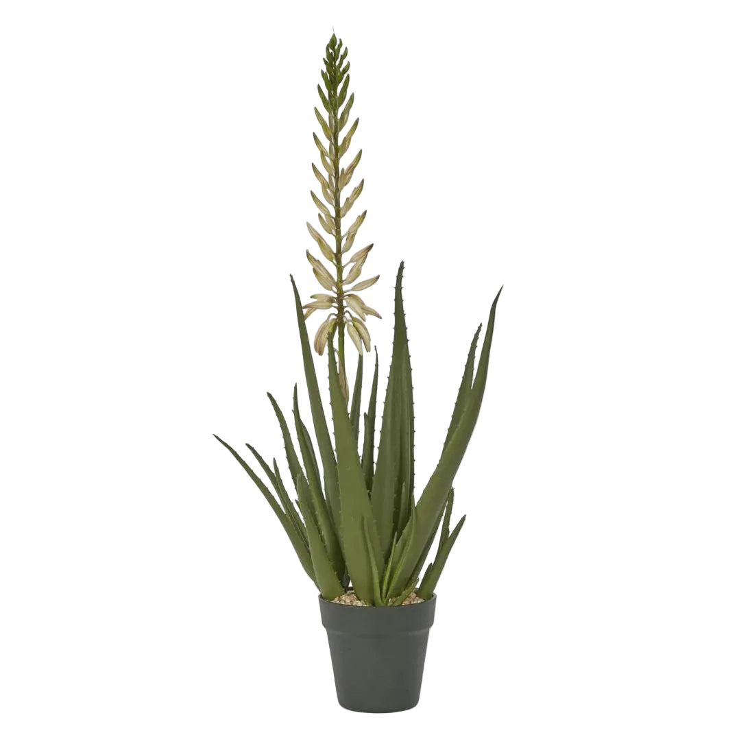Aloe Flower Potted 75cm*