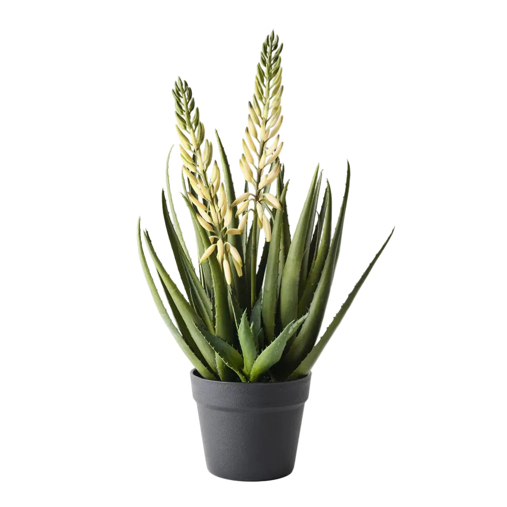 Agave Flowering Plant Whit Green 56cm