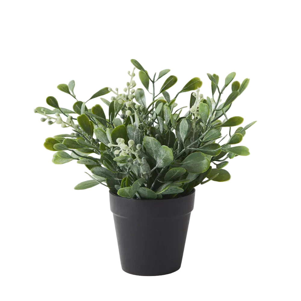Boxwood Berry Bush In Pot 24cm