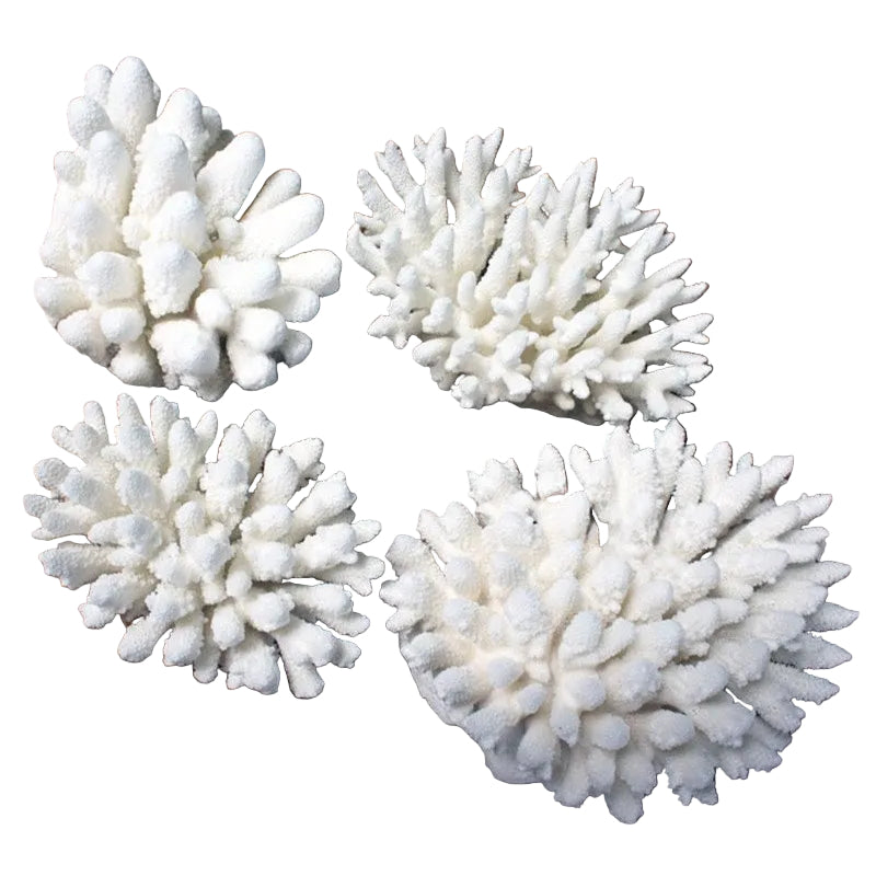 Coral Acro Finger 10-20cm
