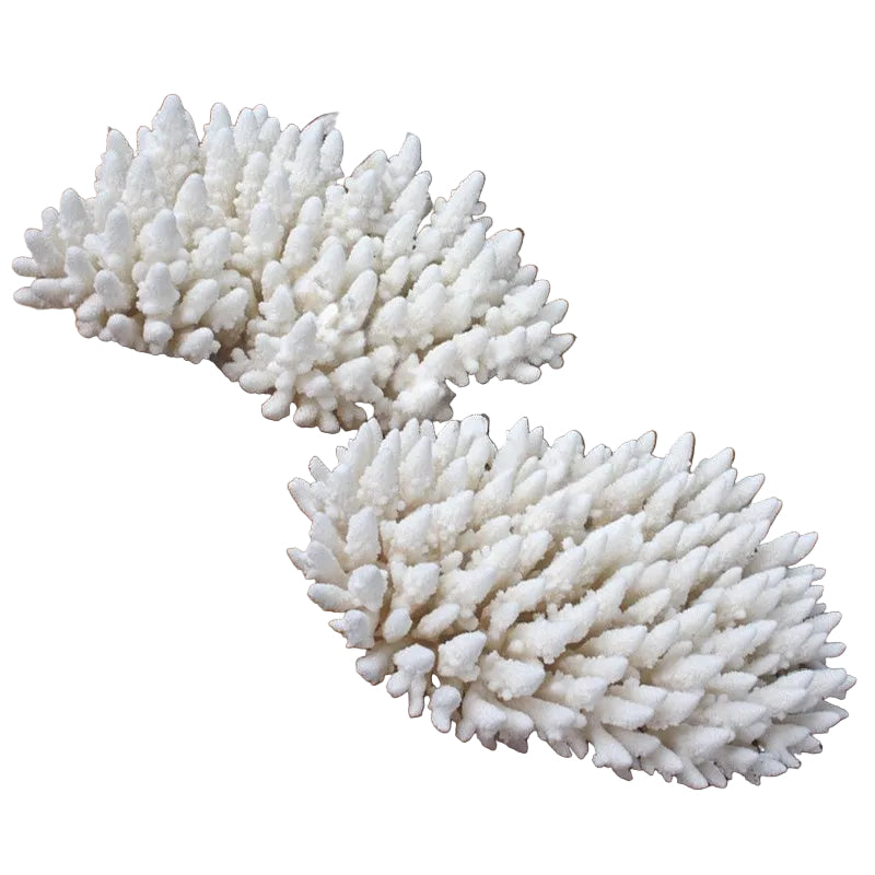 Coral Acropora Finger (4) 25x30cm
