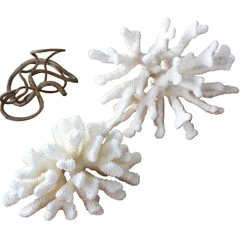Coral Pocillopora 20-25cm