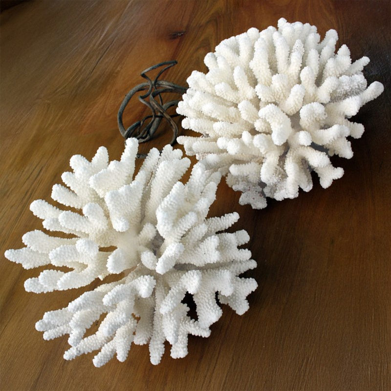 Coral Pocillopora Eydouxi 30-35cm