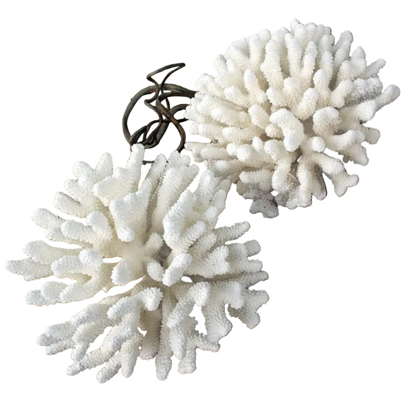Coral Pocillopora Eydouxi 30-35cm