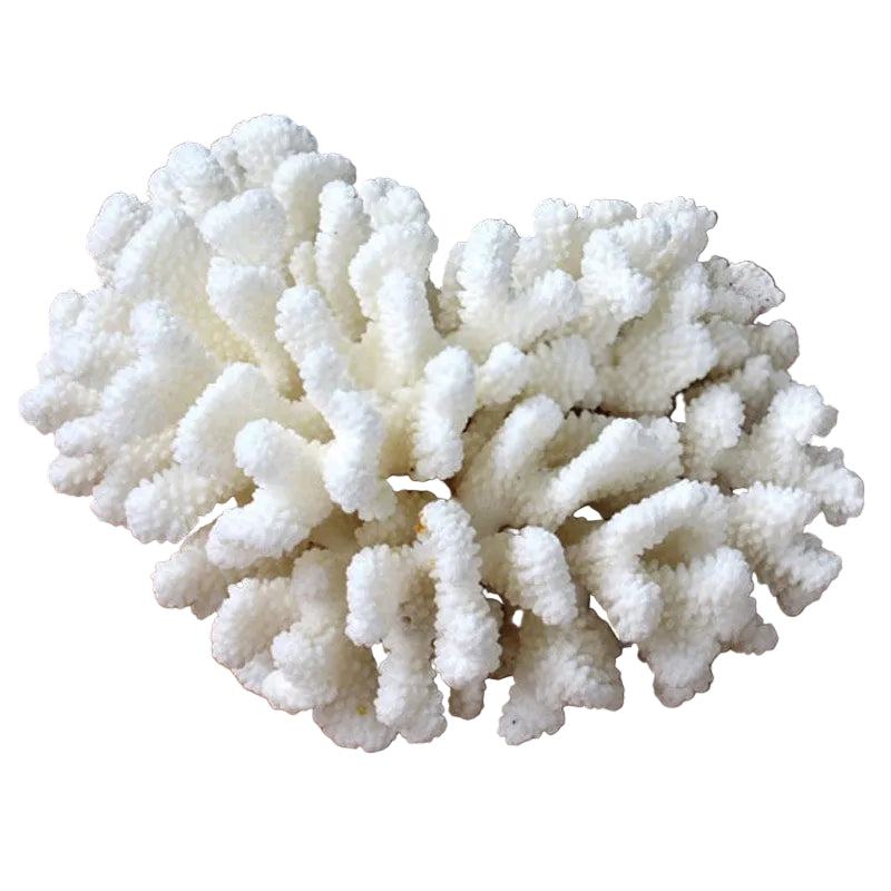 Coral Pocillopora Verucosa 2
