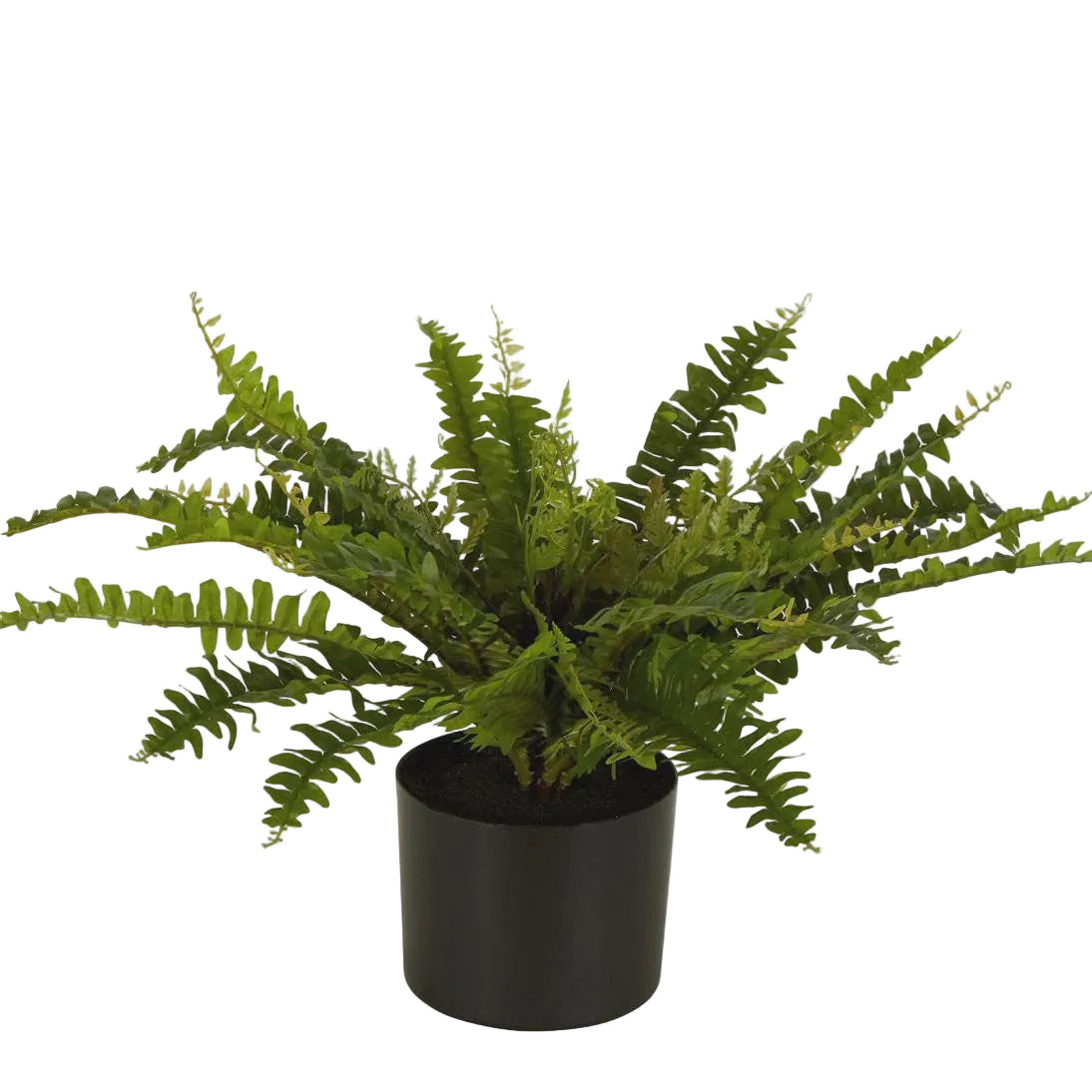 Boston Fern in Black Pot Med