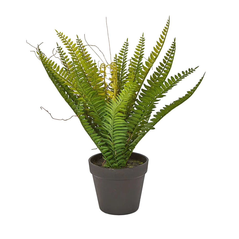 Fern Potted 28cm*