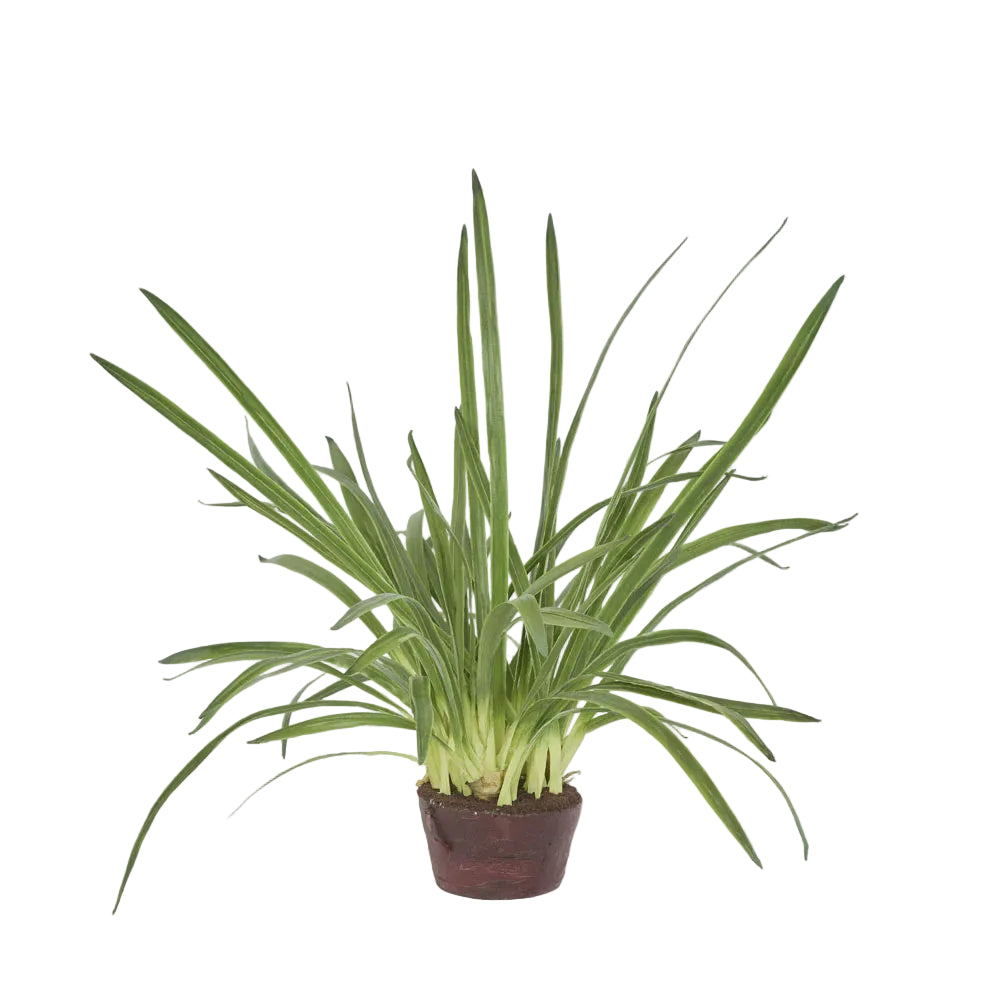 Cymbidium Leaves in Soil Pot 1m*