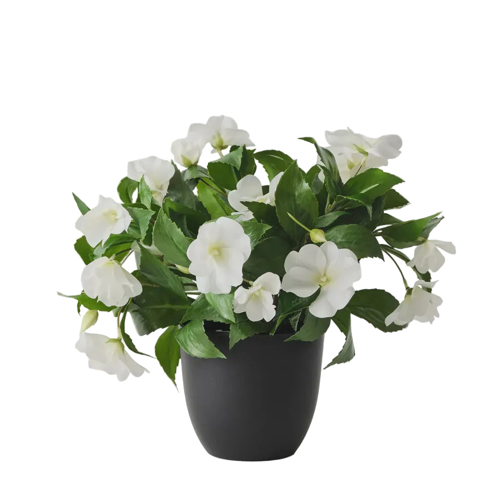 Impatients Plant 28cmH