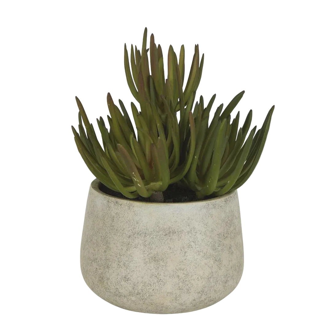 Succulants Grey Pot Large