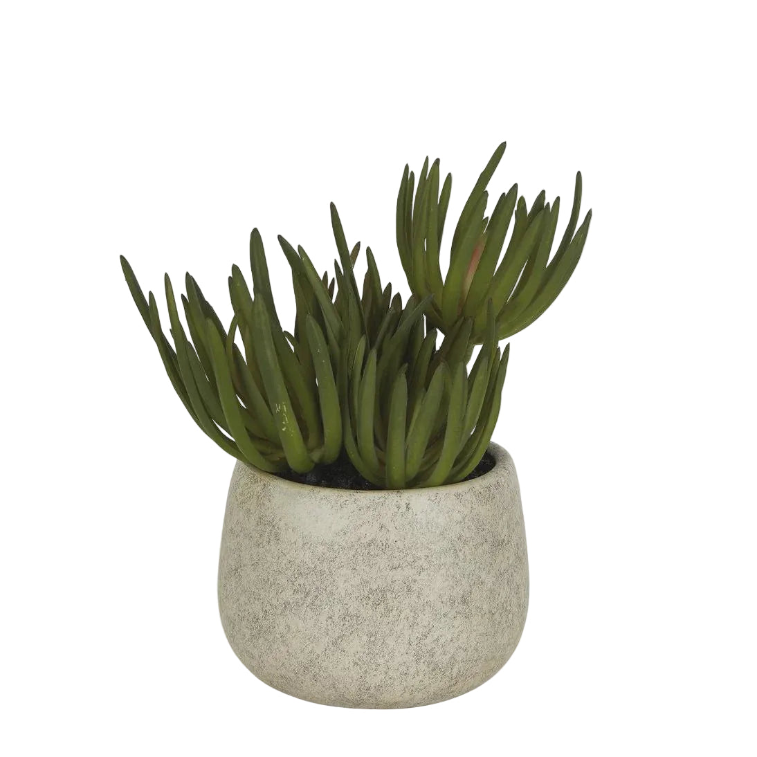 Succulants Grey Pot Small