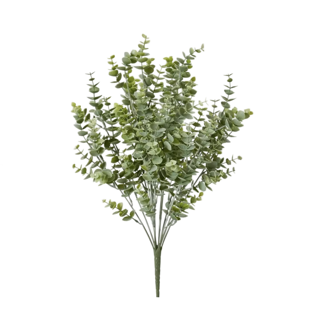 Eucalyptus Bush Grey Green