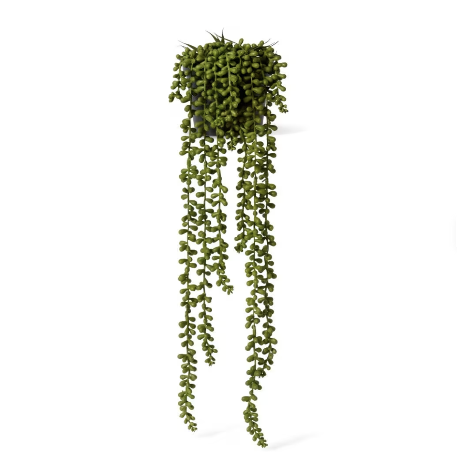 String of Pearls Potted Grn