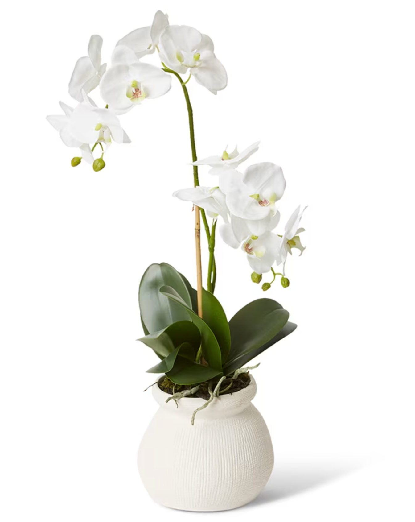 Vase Phalaenopsis Grand Wana 63cm