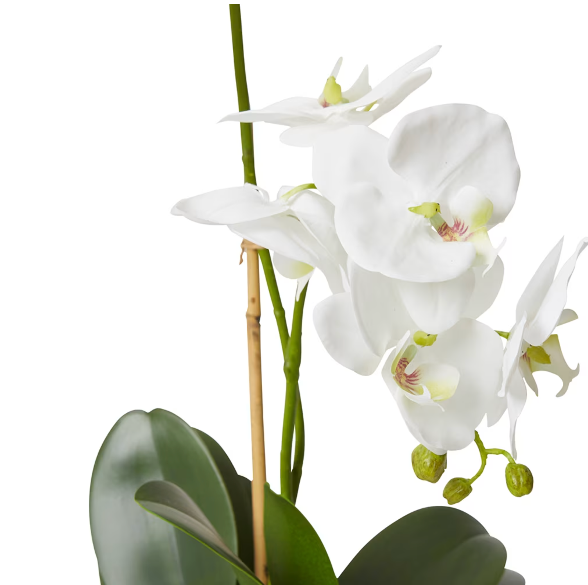 Vase Phalaenopsis Grand Wana 63cm