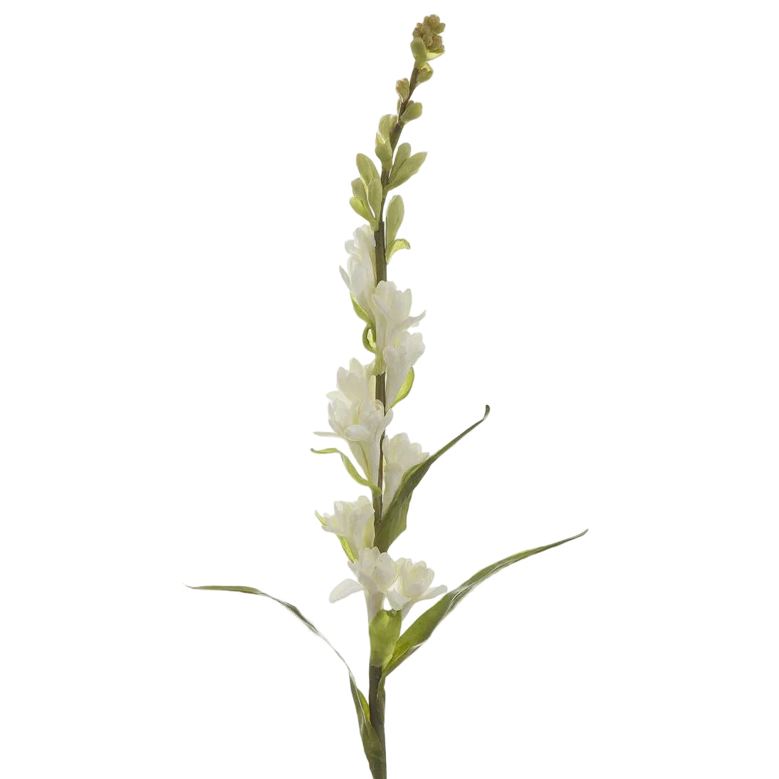 Tuberose Spray Cream 80cm