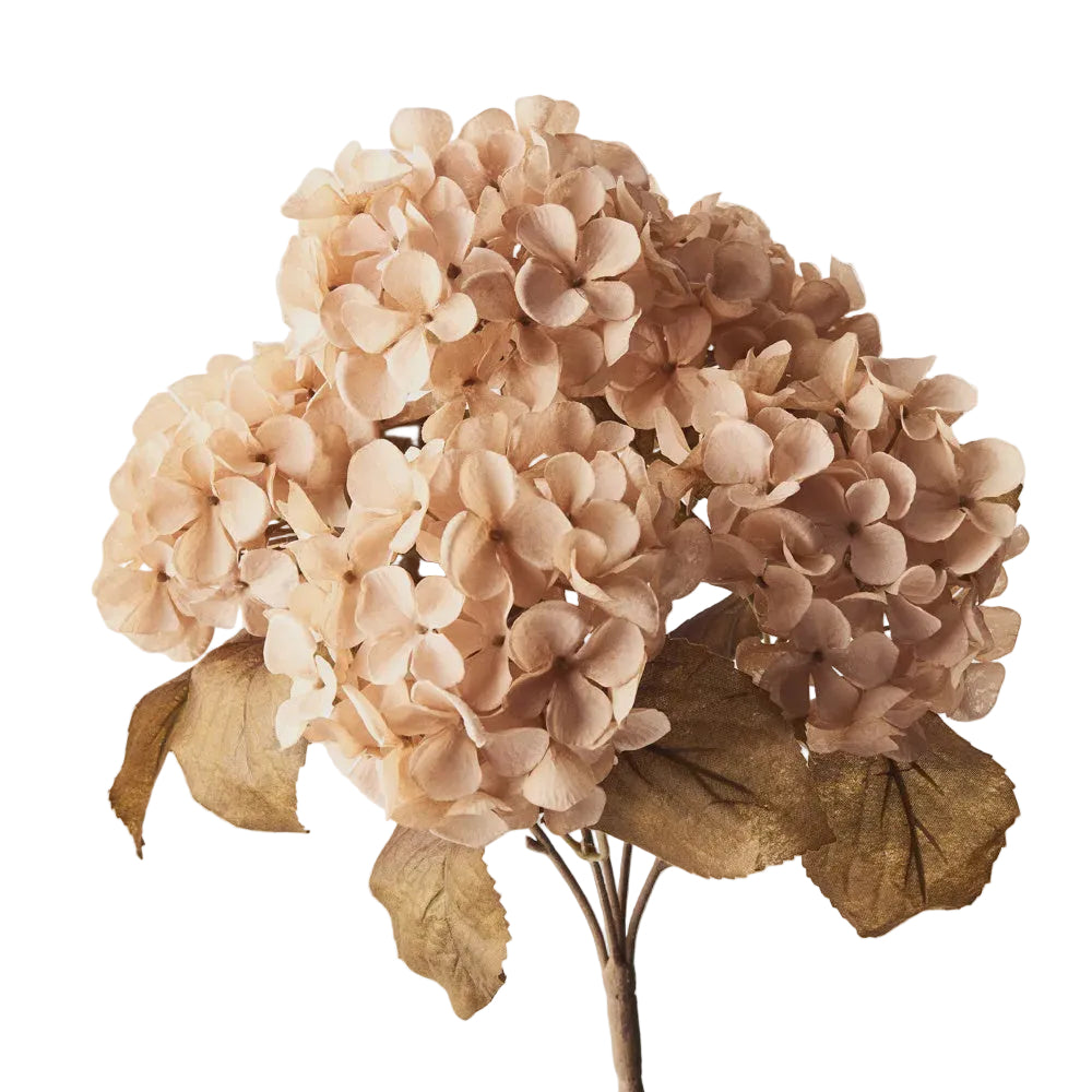 Hydrangea Bush Champagne 41cm