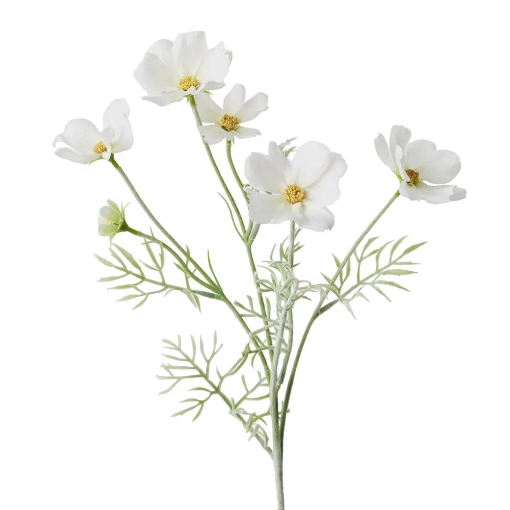 Spray Cosmos White