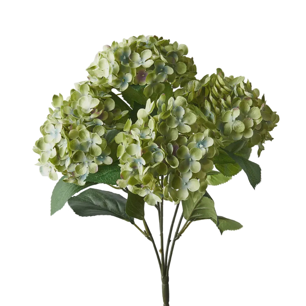Hydrangea Bush