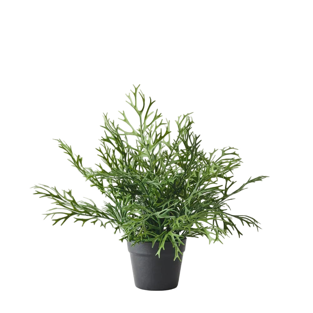 Fern Staghorn Plant