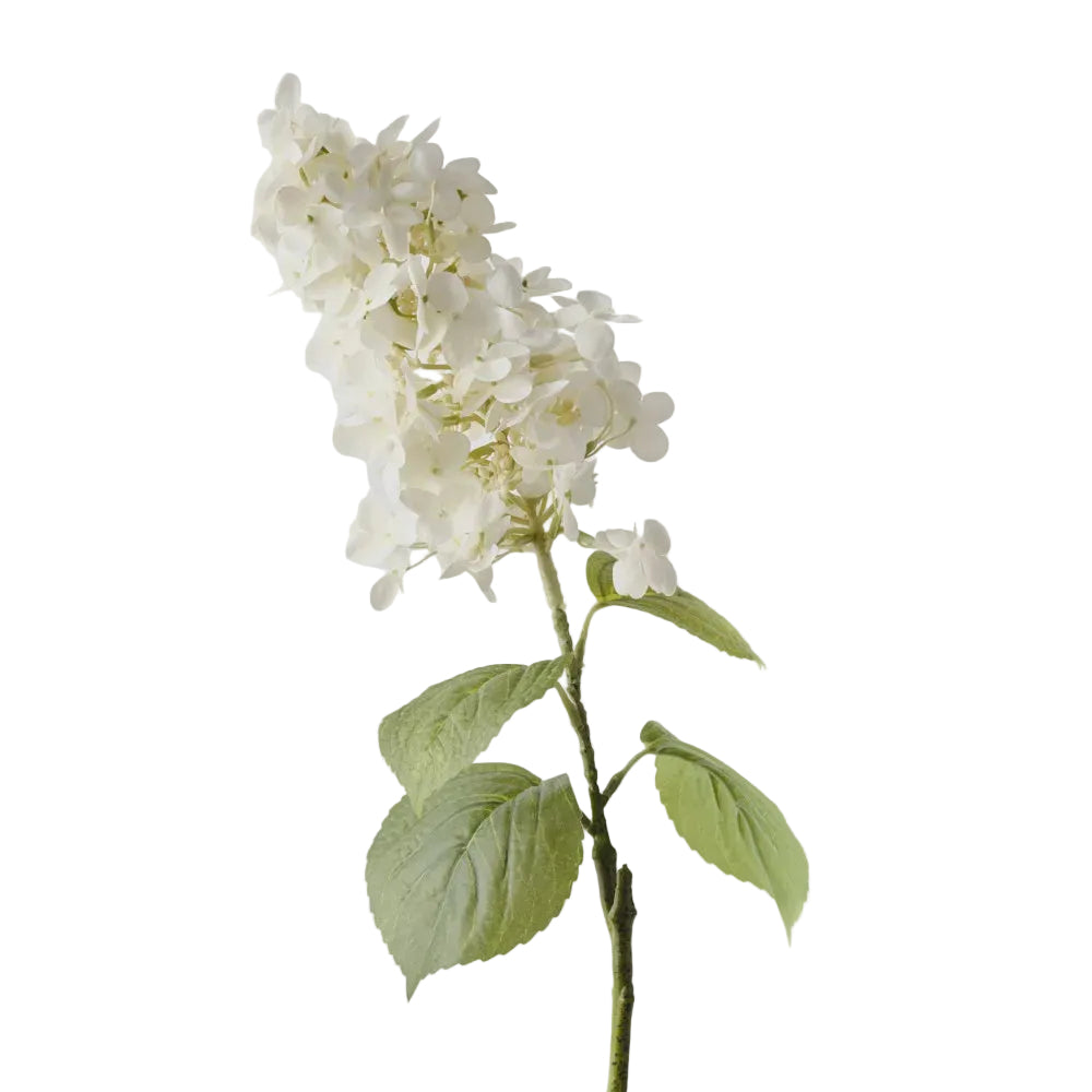 Hydrangea Cone