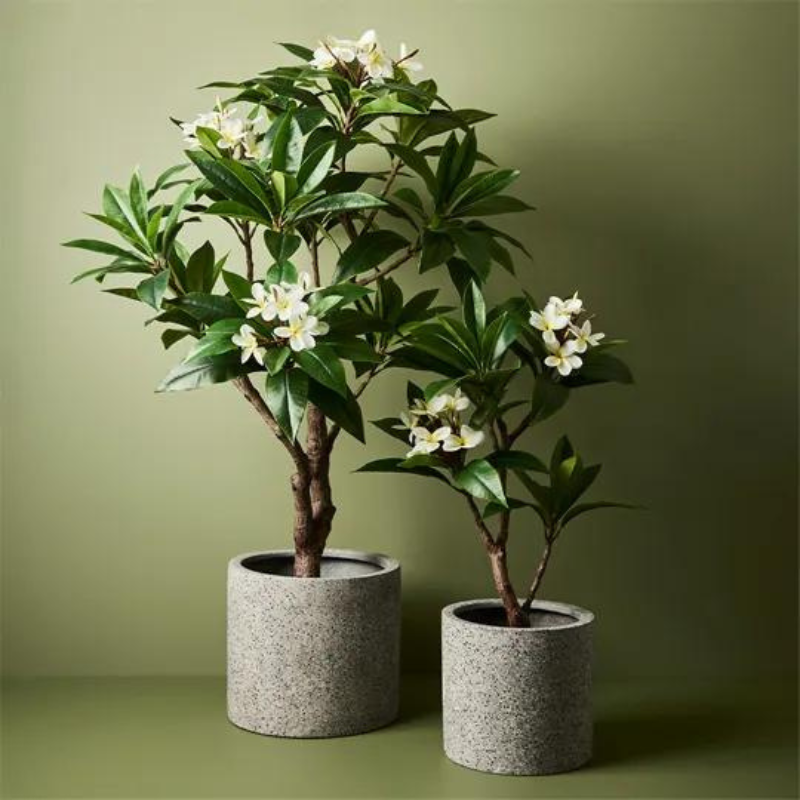 Frangipani Plant Wt/Yellow 150cm