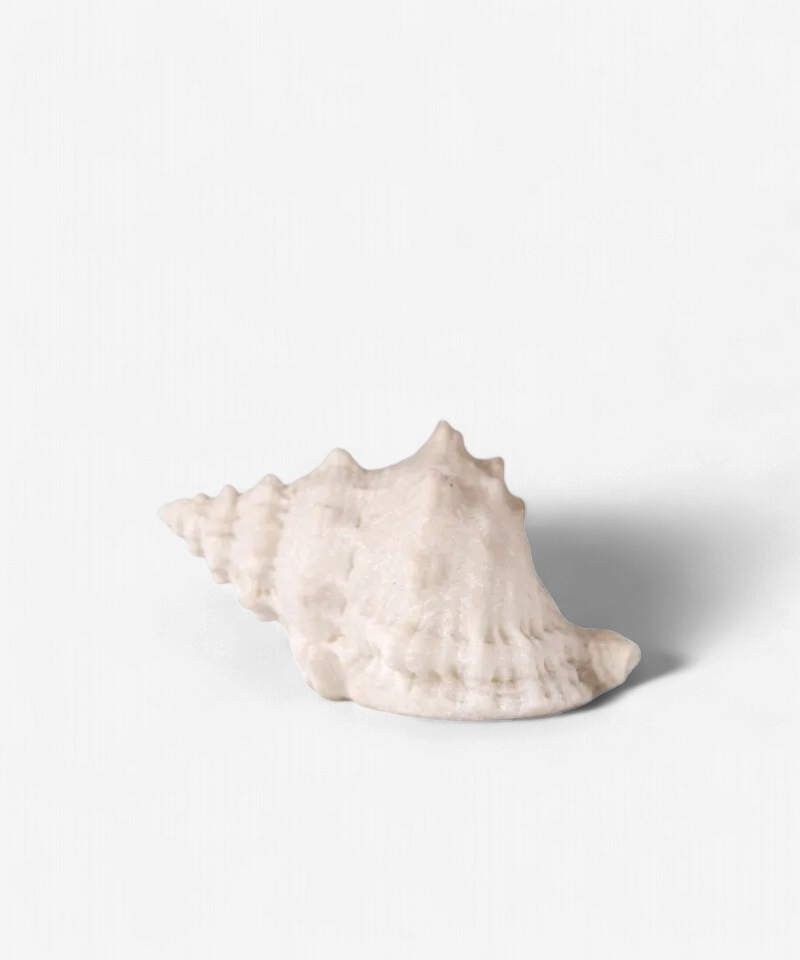 Shell Conch Decorative Light Up