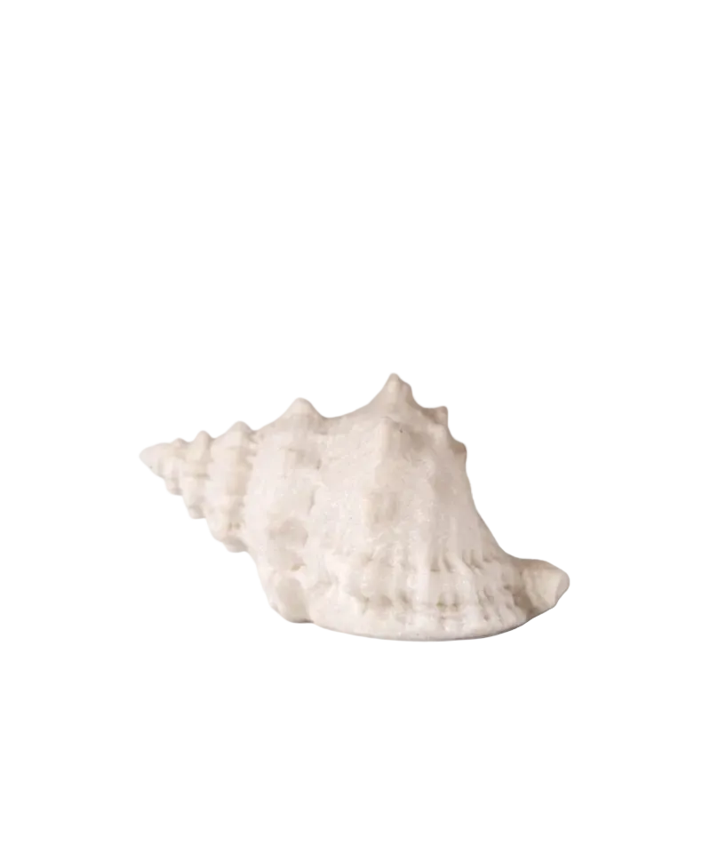 Shell Conch Decorative Light Up