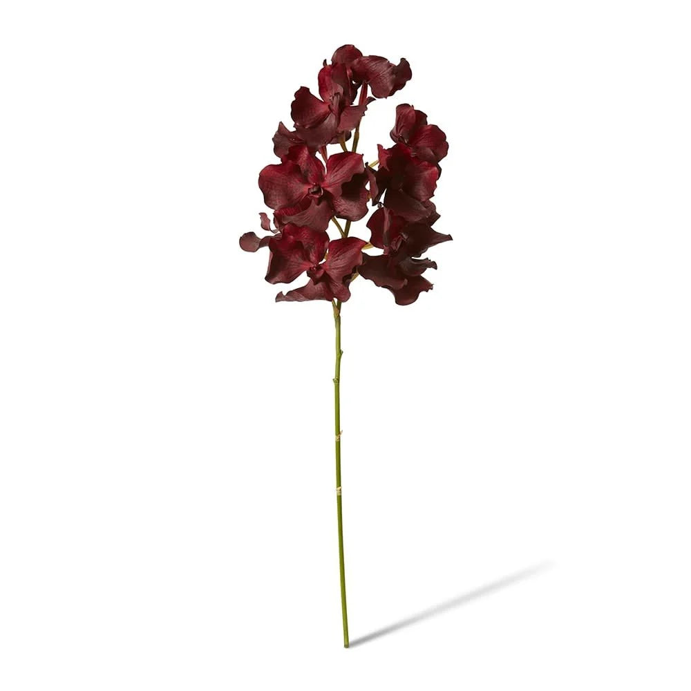 Orchid Vanda Grand Burgundy