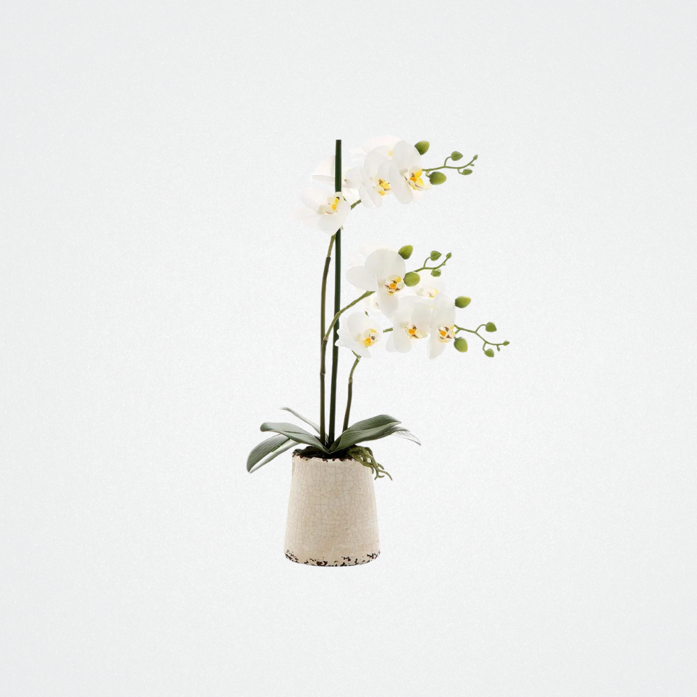 Orchid in Ivory Pot 50cm