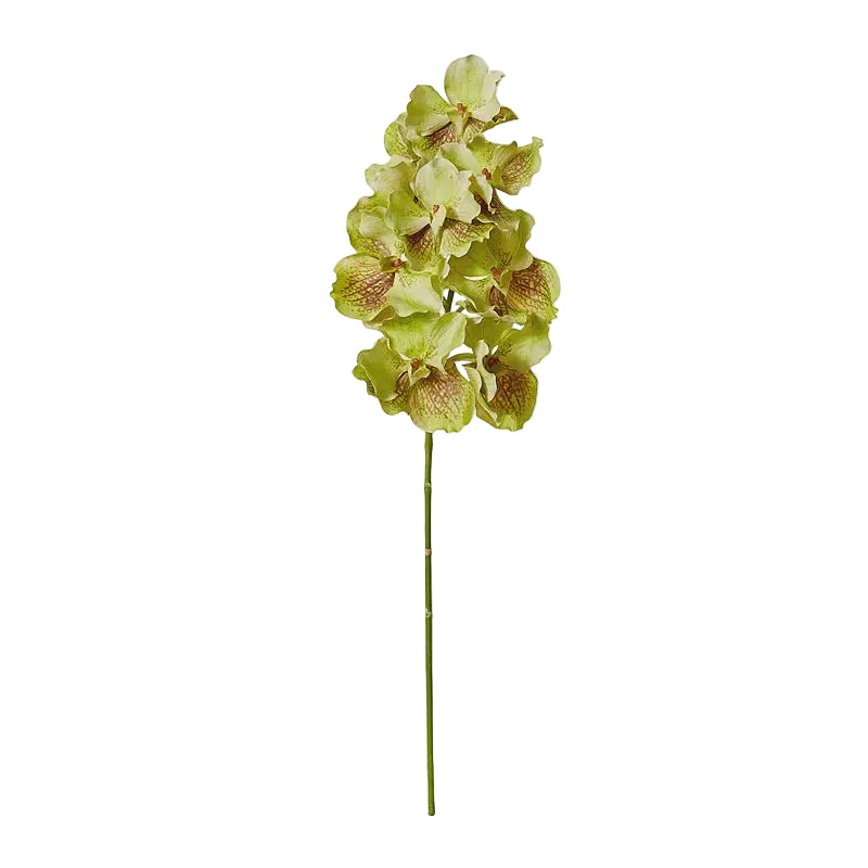 Orchid Vanda Grand Green Brown 25x25x71cm