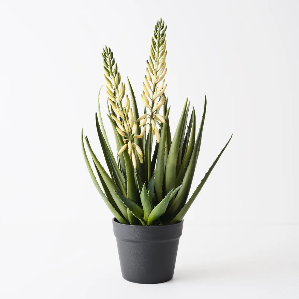 Agave Flowering Plant Whit Green 56cm