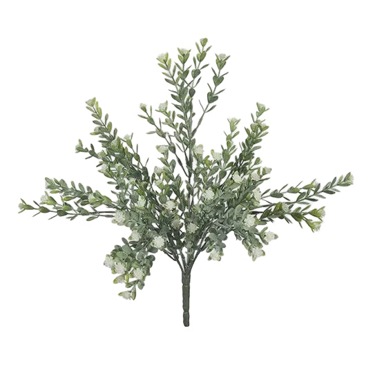 Bush Babys Breath