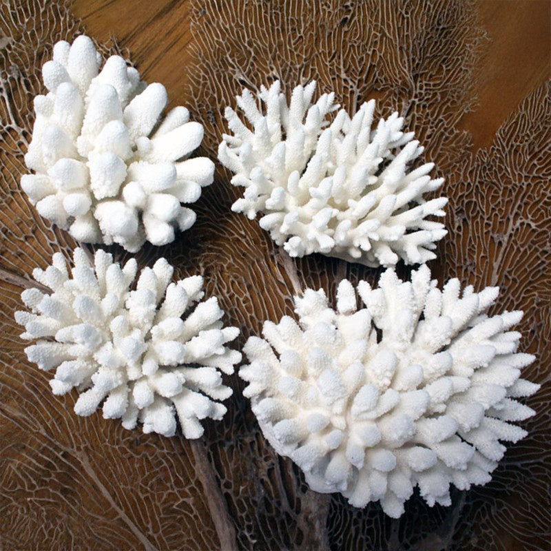 Coral Acro Finger 10-20cm