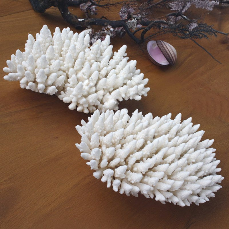 Coral Acropora Finger (3) 25-30cm