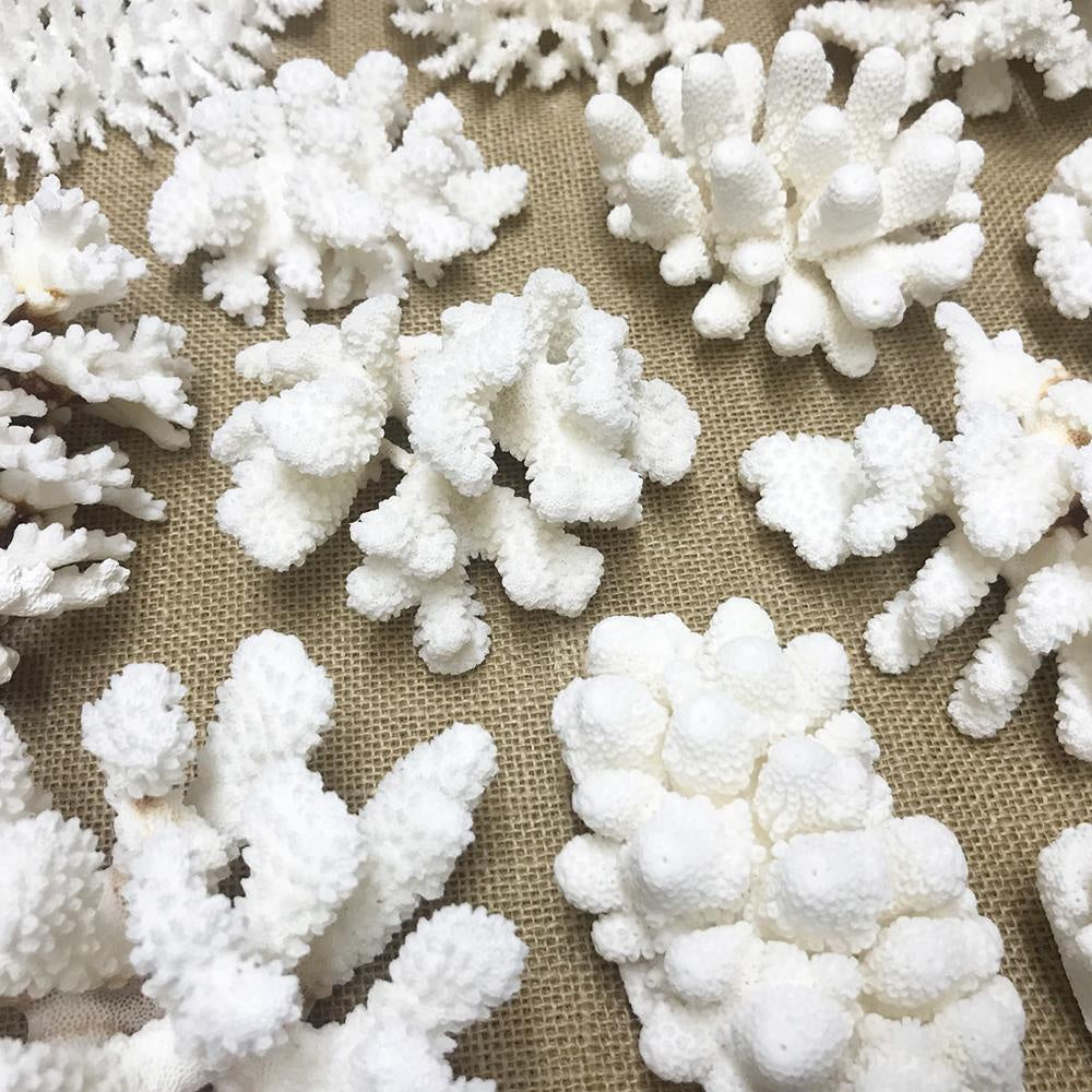 Coral Mixed Species Assorted 1KG