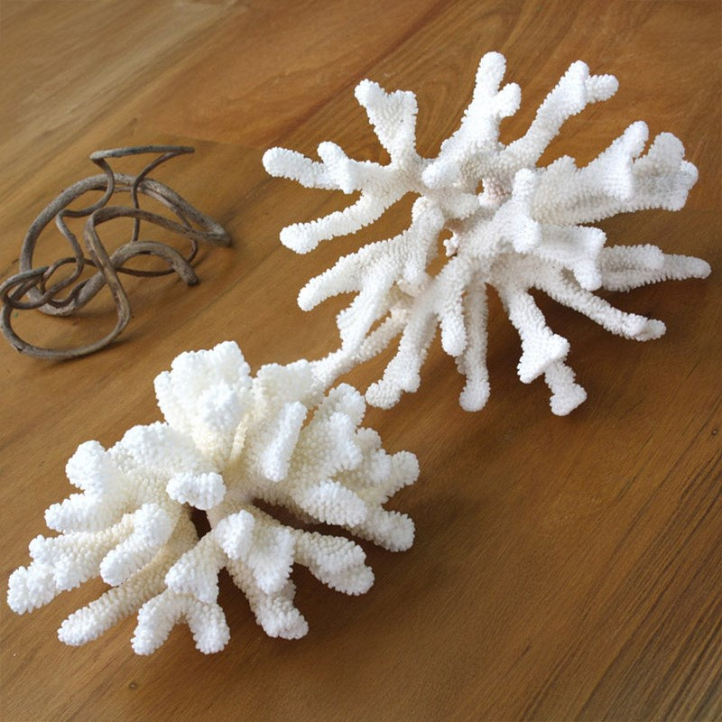 Coral Pocillopora 20-25cm