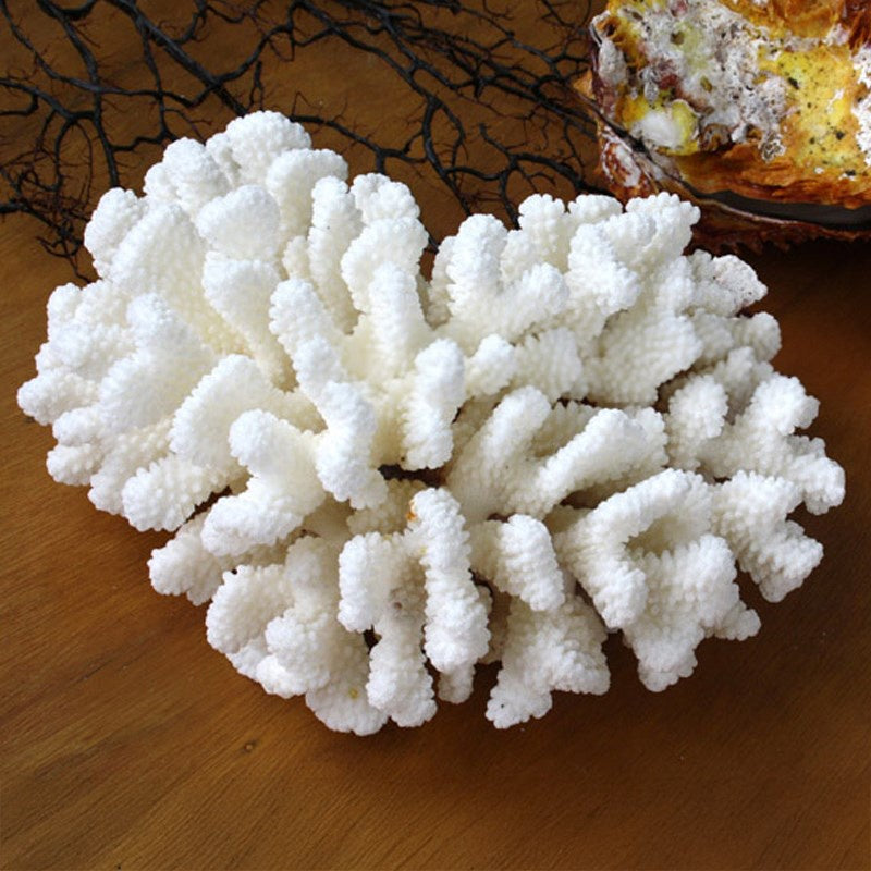 Coral Poxillopora Verucosa (20-25cm)