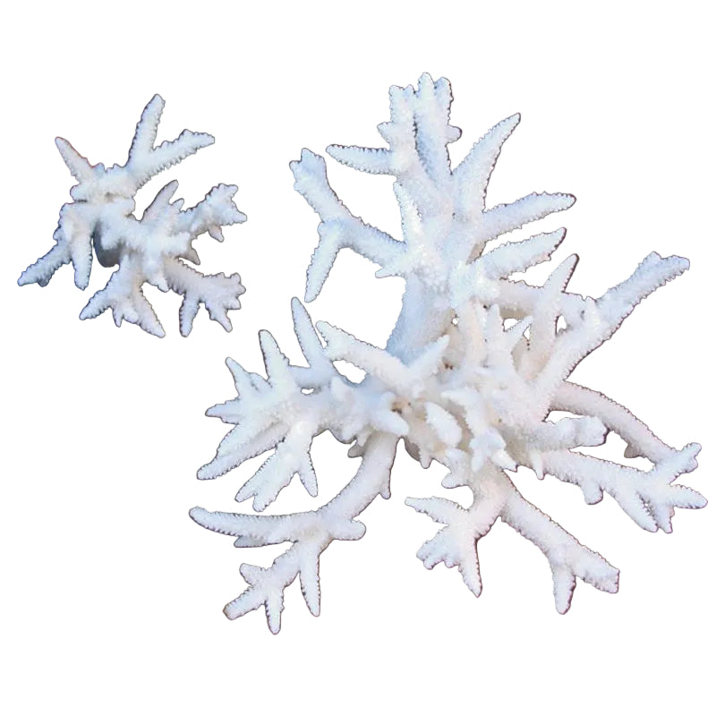 Coral Acropora Spiky Staghorn 20-25cm