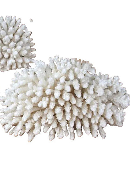Coral Acropora Finger Upright 20-25cm