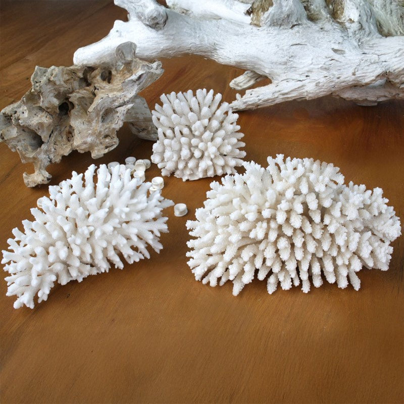 Coral Acropora Finger Upright 20-25cm