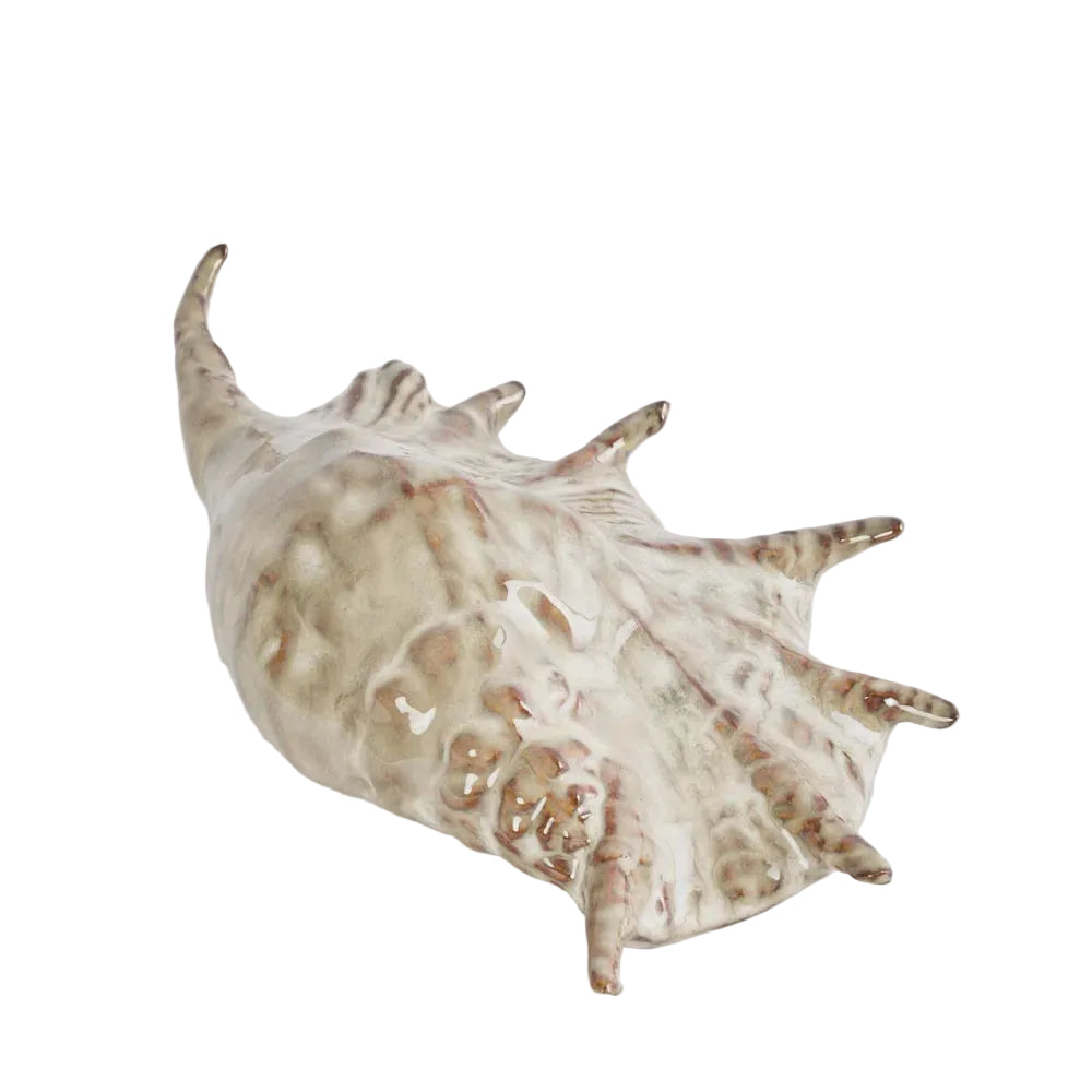 Shell Spider Conch