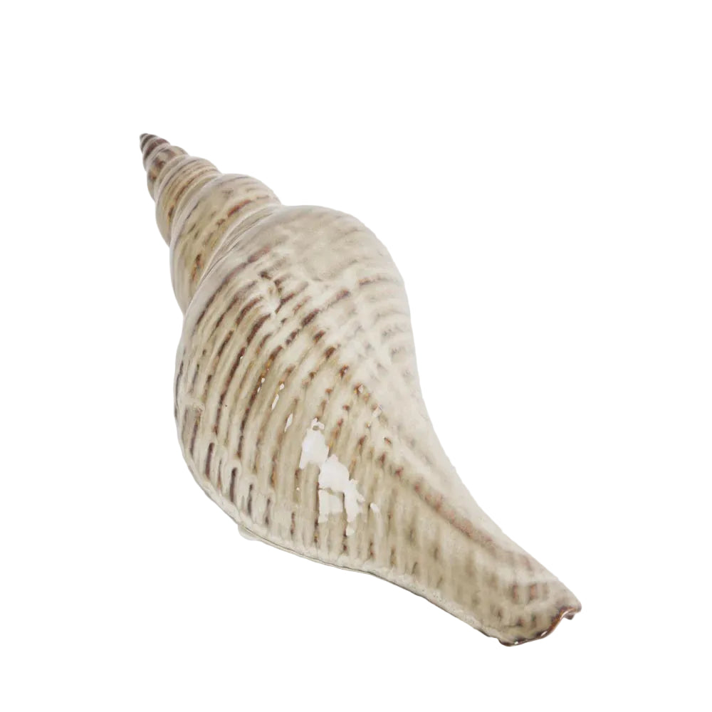 Shell Conch