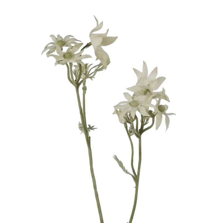 Flannel Flower Spray 75cm